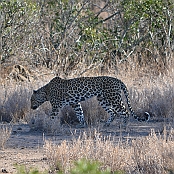 "Leopard" Kruger National Park, South Africa